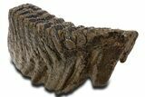 Fossil Elderly Woolly Mammoth Lower Left M Molar - Poland #337180-1